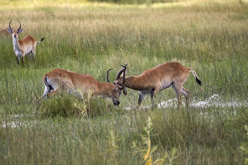 Red lechwe waterbuck