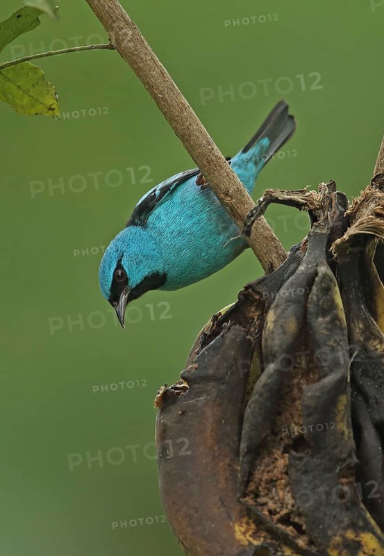 Blue Dacnis