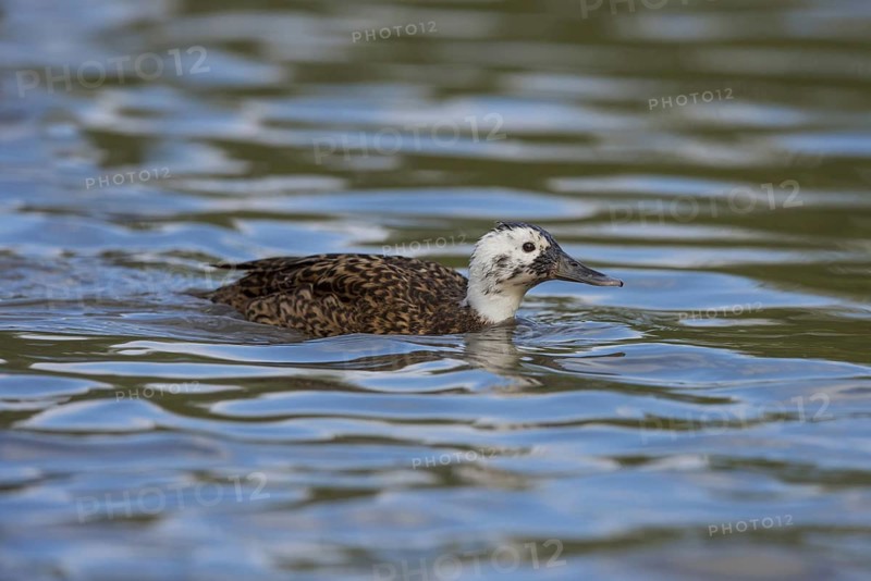 Laysan duck