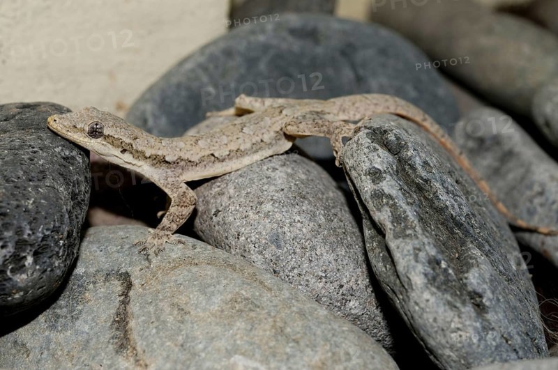 Common House Gecko