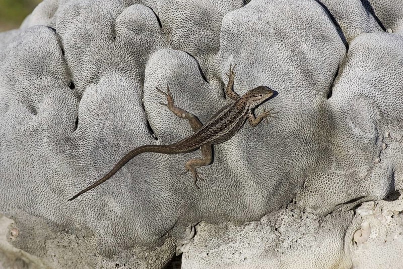Tropidurus albemarlensis
