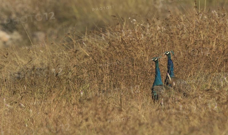 Indian indian peafowl