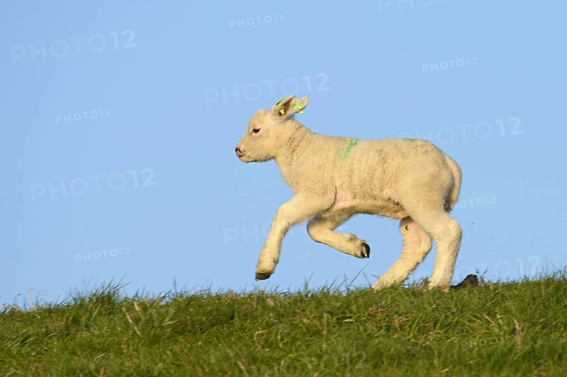 Texel sheep