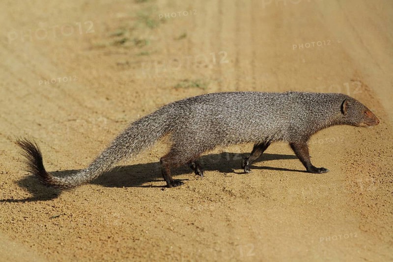 Ruddy Mongoose
