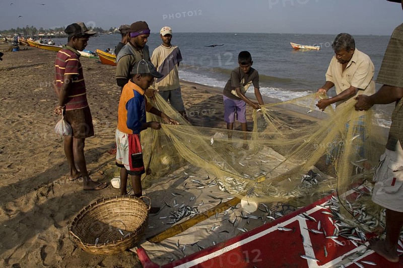Fishermen remove fish from the net on Negombo beach Sri Lanka