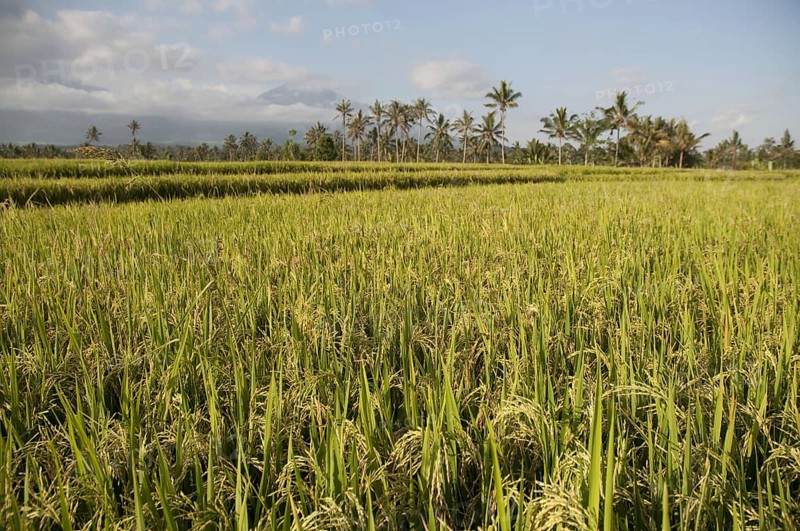 Asian rice
