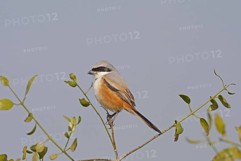 Long-tailed Shrike