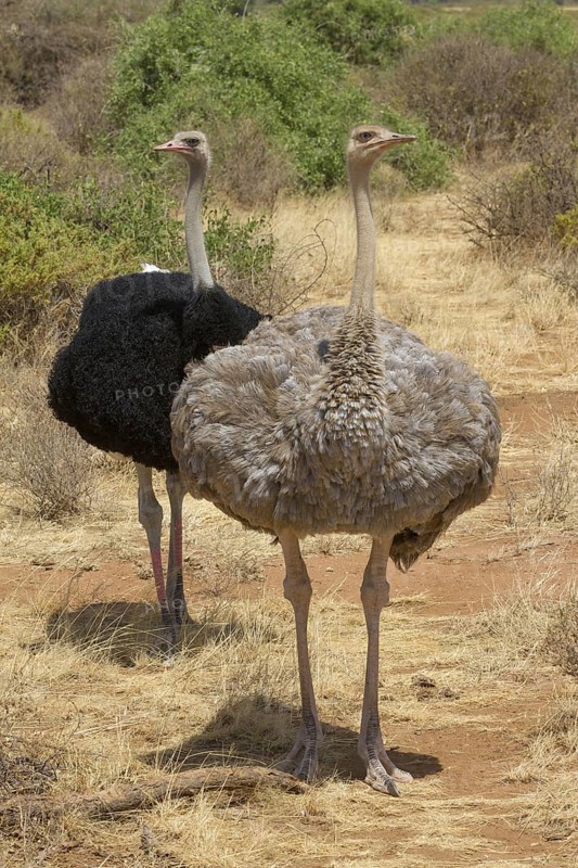 Somali ostrich