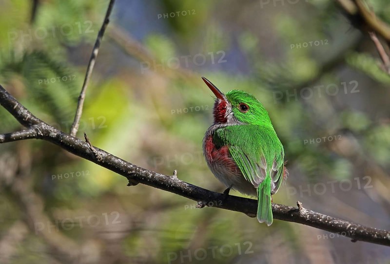 Broad-billed Tody