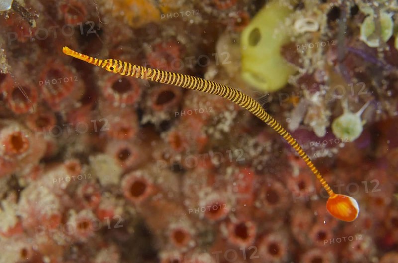 Yellow-banded pipefish
