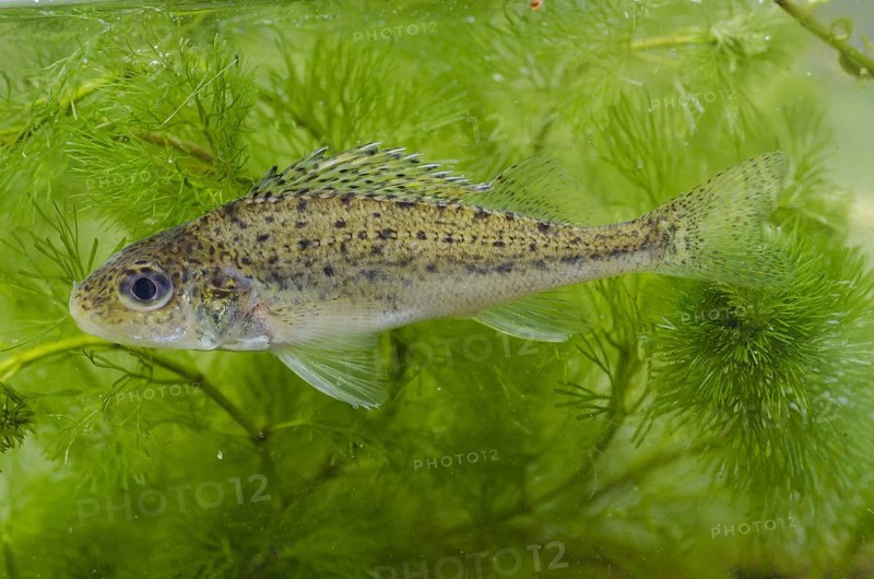 Eurasian Ruffe