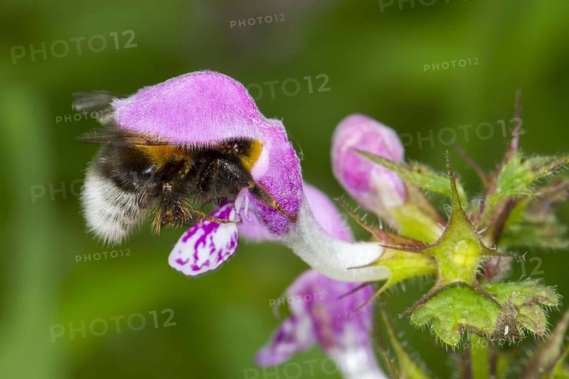 Garden Bumblebee