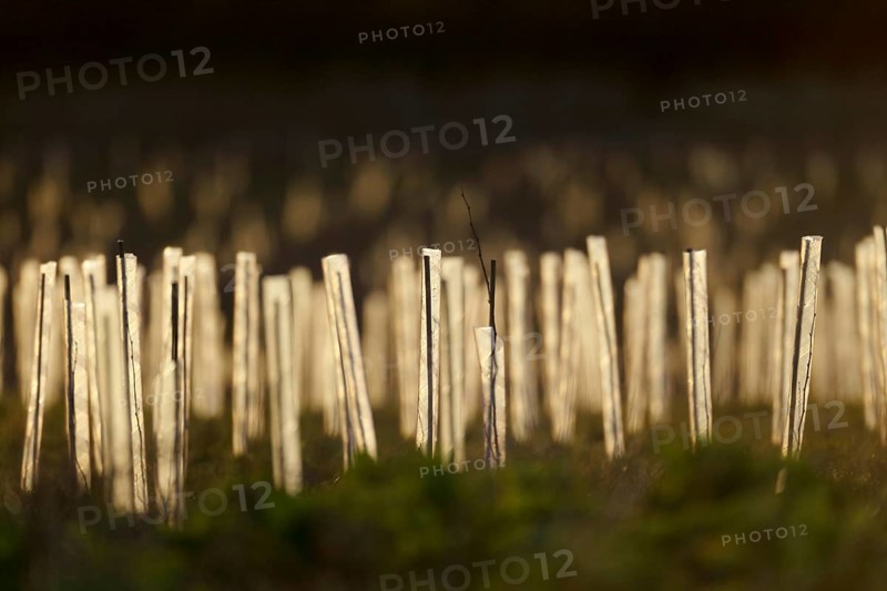Newly planted tree saplings protected with plastic sleeves in evening sunlight