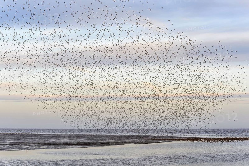 Red knot