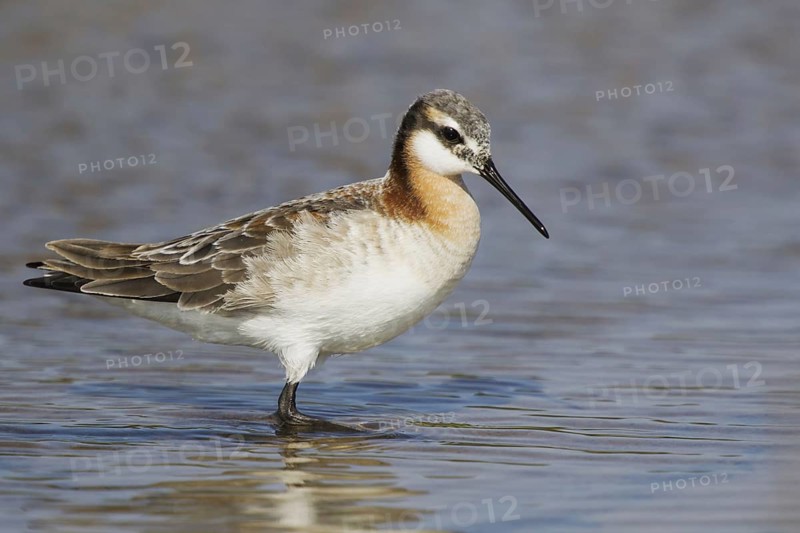 Wilson's Phalarope