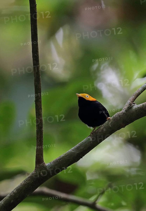 Golden-headed pipra manakin
