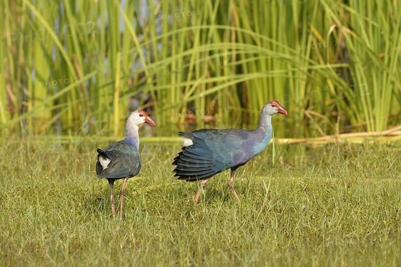 Grey-headed Swamphen