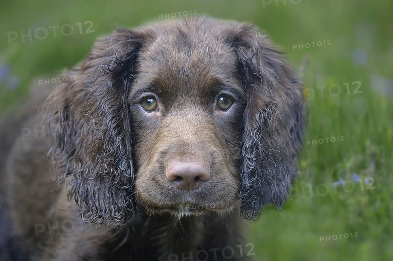 English Cocker Spaniel