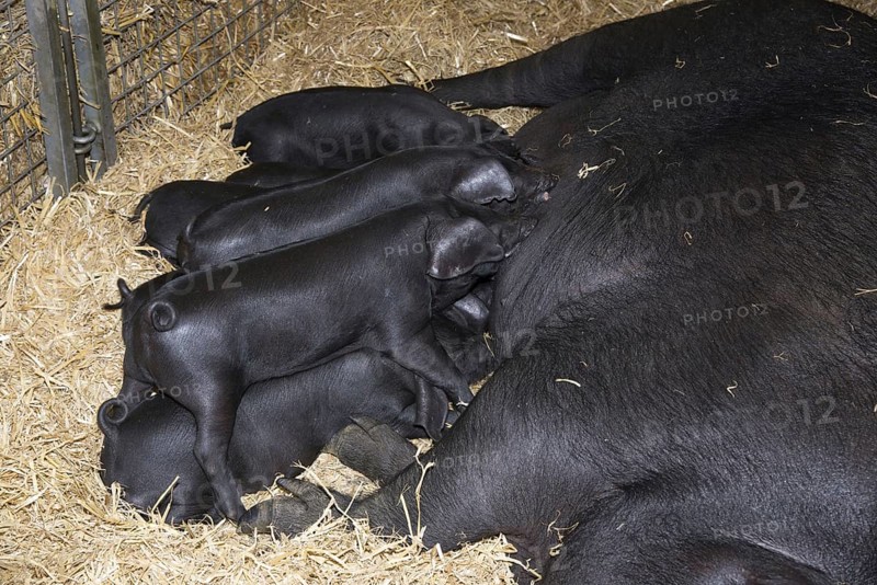 Large Black
