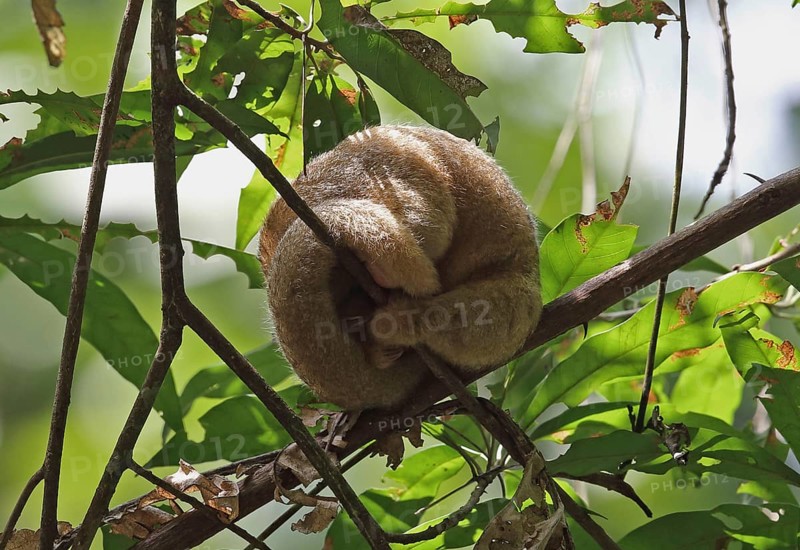 Silky Anteater