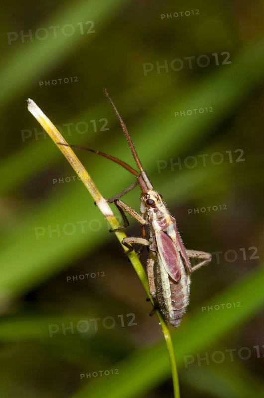 Meadow Plant Bug
