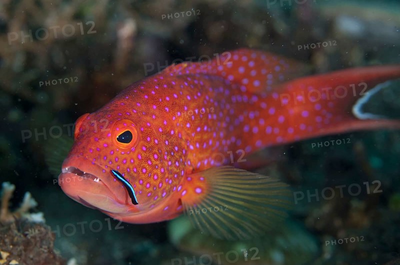 Lyre-tail grouper
