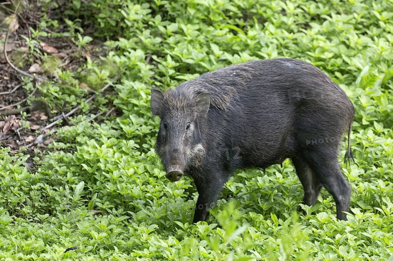 Wild boars