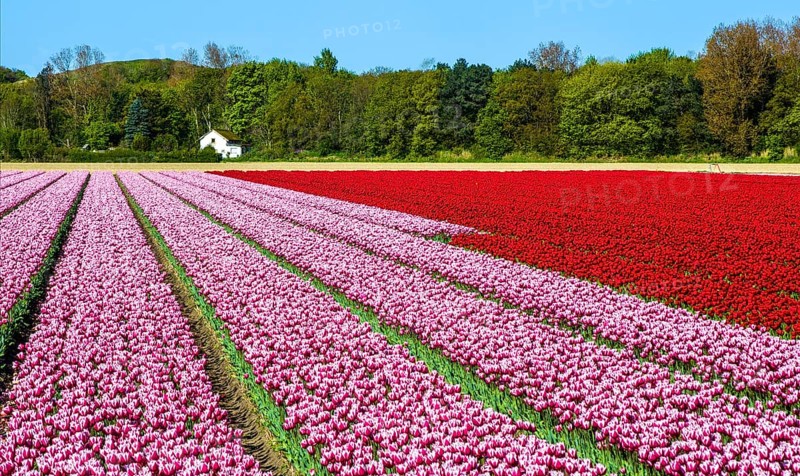 Flowering tulip fields