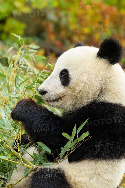 Giant Panda