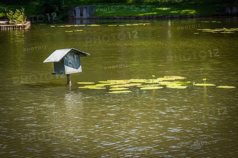 Goldfish Pond