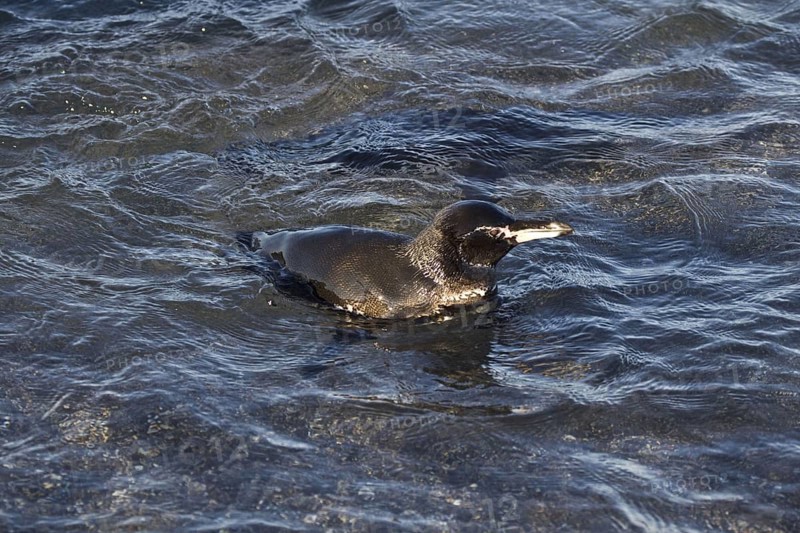 Galapagos penguin