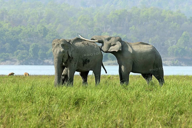 Asian indian elephant