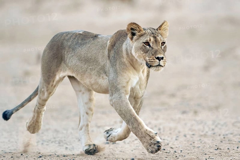 Transalvaal Lion