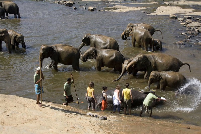Asian Elephant