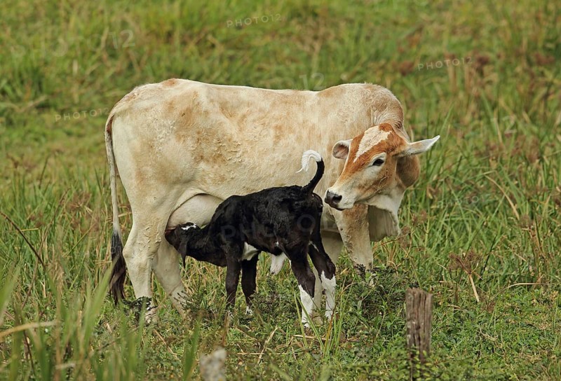 Domestic cattle