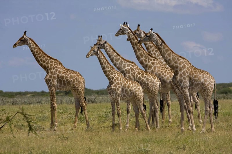 Giraffes
