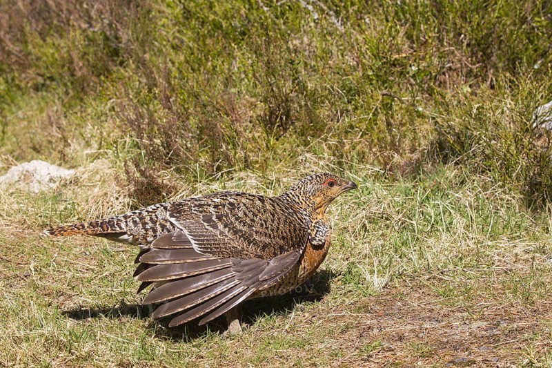 Western Capercaillie