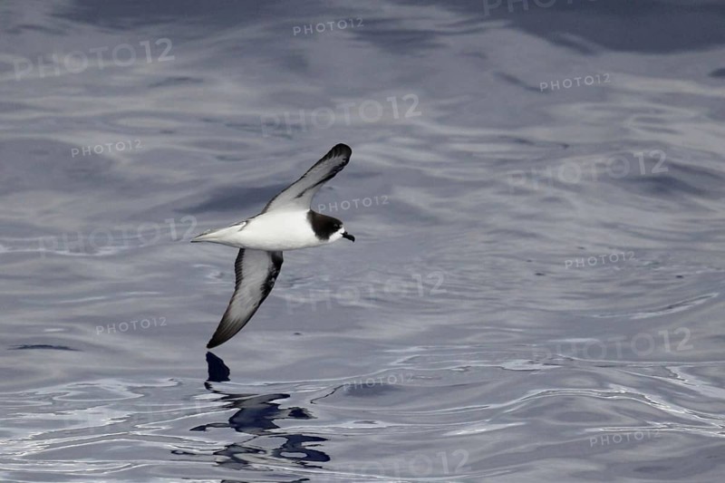 White-winged Petrel