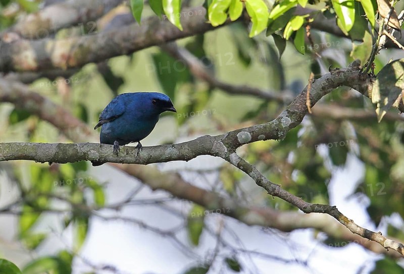 Azure Cuckoo Shrike