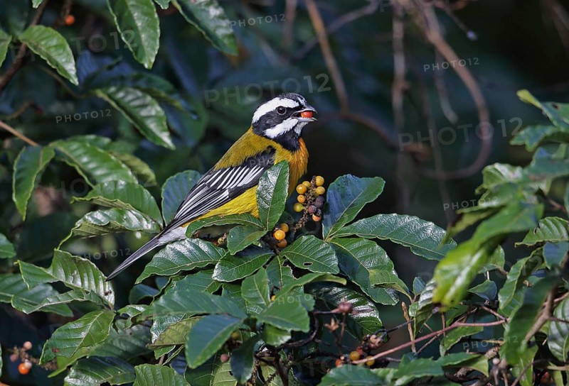 Jamaican Stripe-headed Tanager