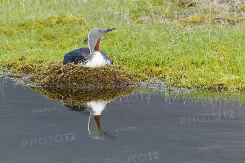 Red-throated diver