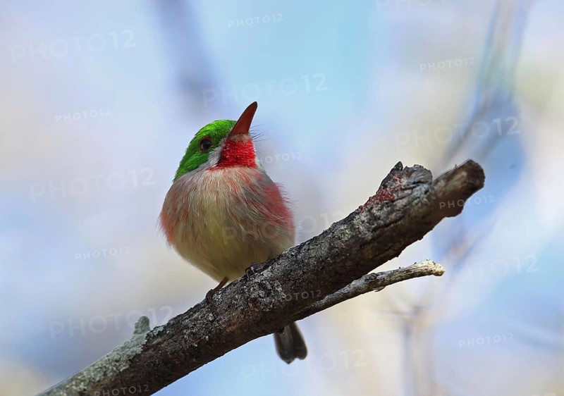 Adult broad-billed todi