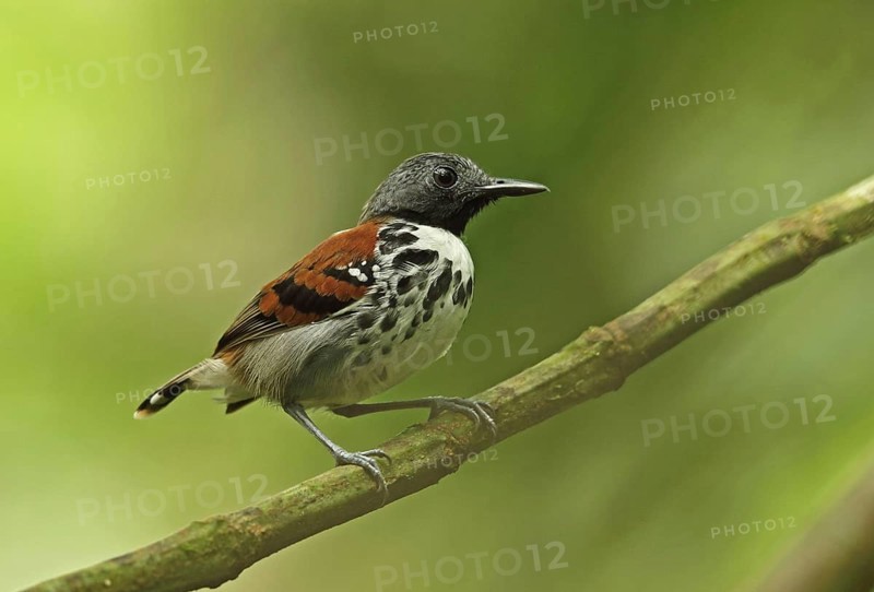 Spotted Antbird