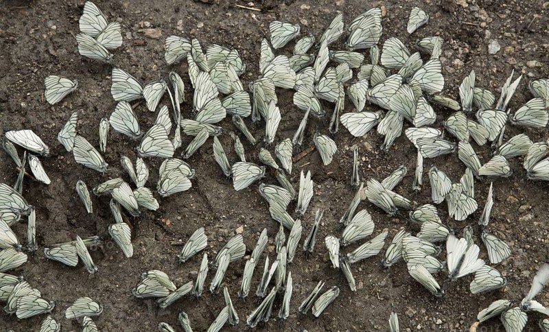 Black-veined White