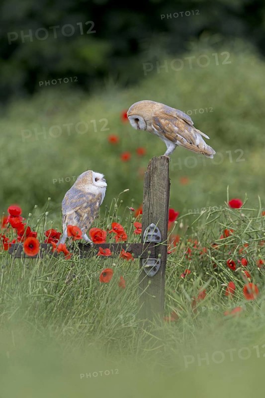 Common barn owl