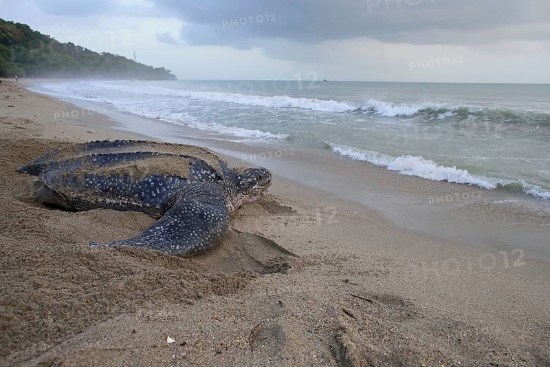 Leatherback