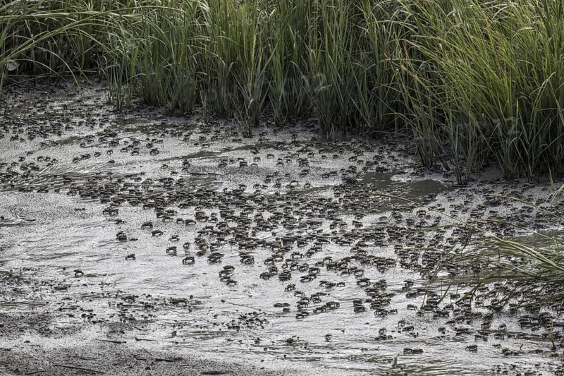Mud Fiddler Crabs