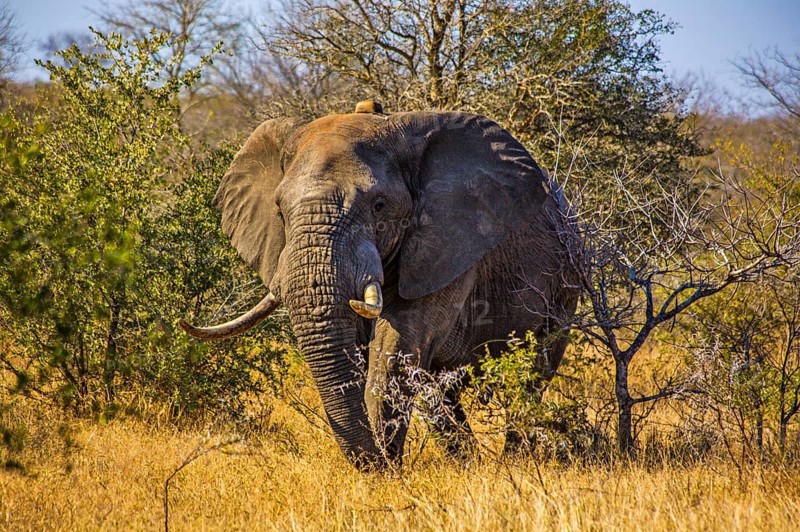 African elephant