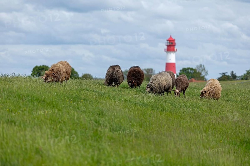 Norwegian sheep on the dike