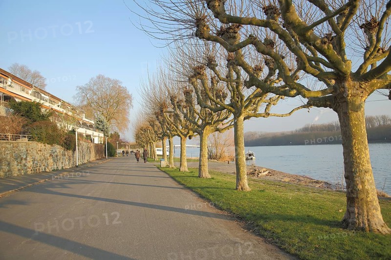 Rhine promenade with plane trees in Biebrich Wiesbaden